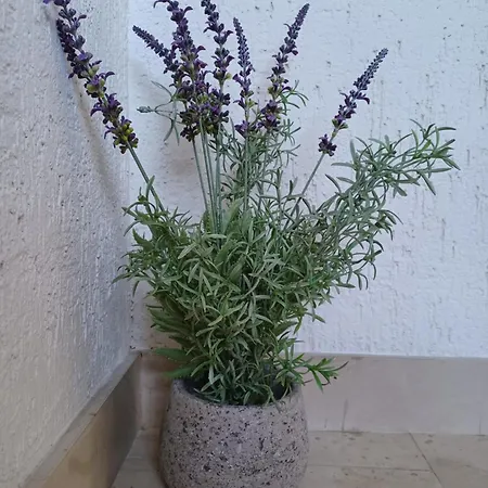 Emilija Apartamento *